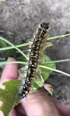 Malacosoma tigris