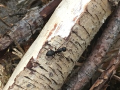 Camponotus modoc