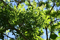 Zanthoxylum quassiifolium