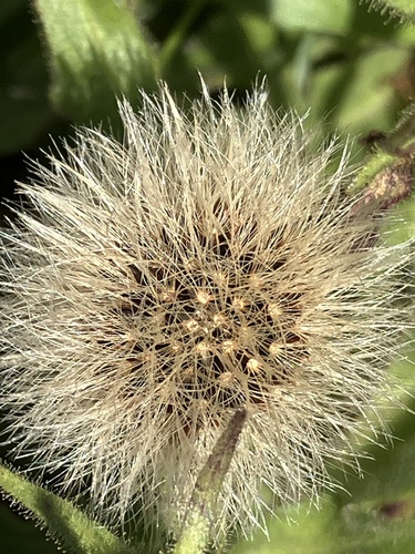 Image of Chicory-Leaved Hawkweed (Schlagintweitia intybacea) by no rights reserved