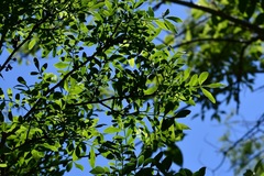 Zanthoxylum quassiifolium