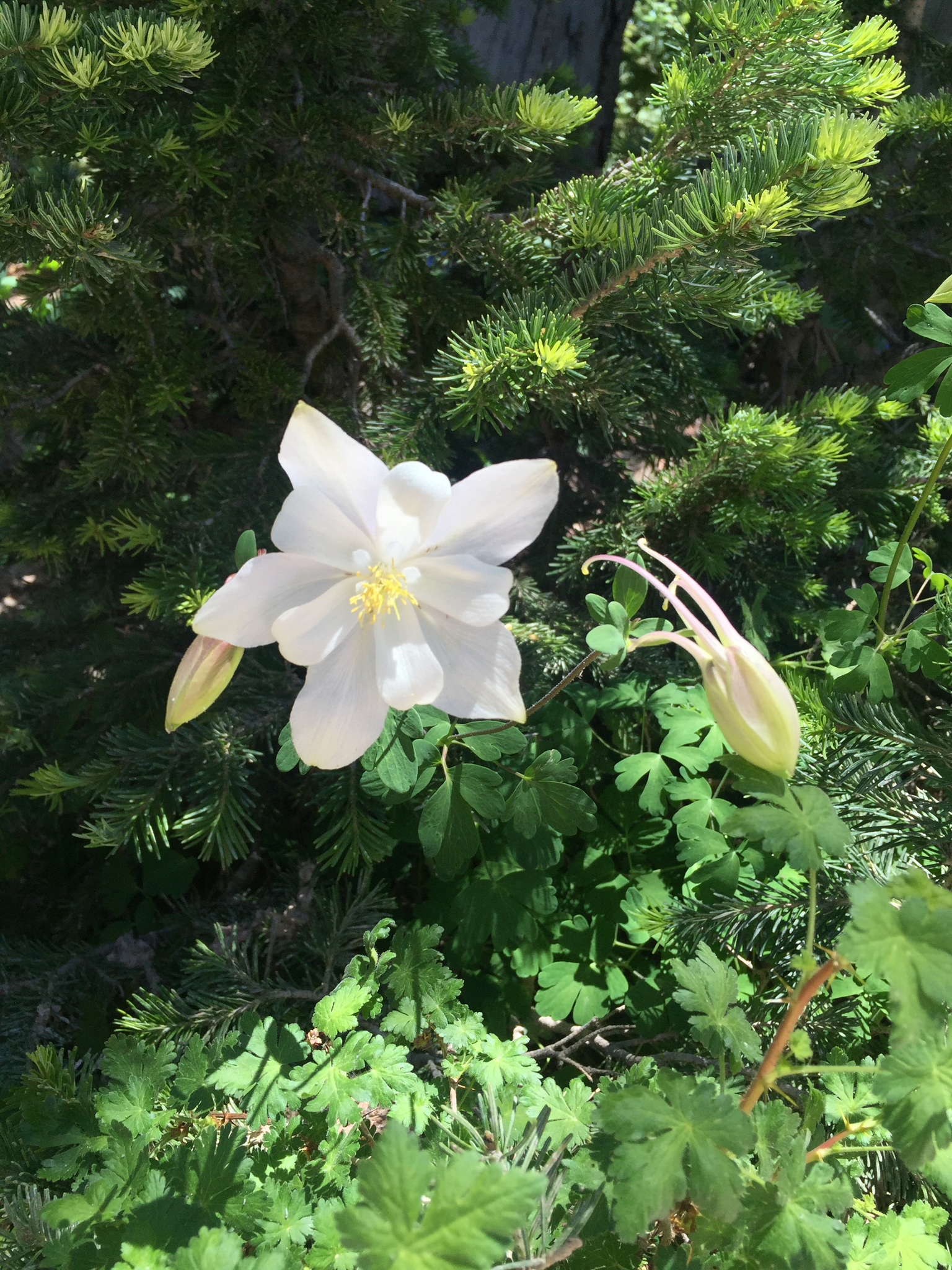 Aquilegia coerulea var. ochroleuca