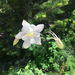 White Colorado Columbine - Photo (c) Scrubekah, some rights reserved (CC BY-NC), uploaded by Scrubekah