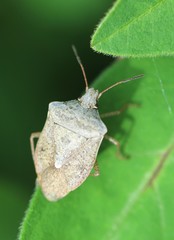 Euschistus servus euschistoides