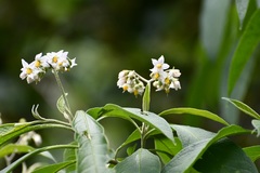 Solanum chiapasense