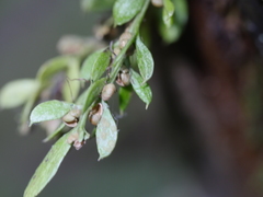 Tmesipteris lanceolata