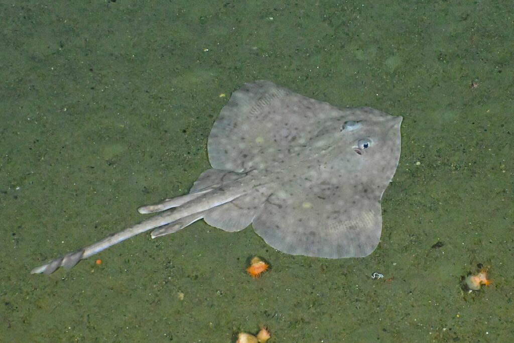 Beringrog (Bathyraja interrupta) — Arhynchobatidae