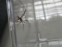Tetragnatha elongata
