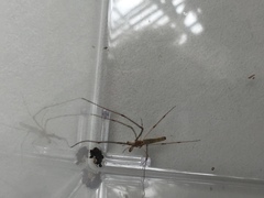 Tetragnatha elongata