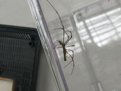 Tetragnatha elongata