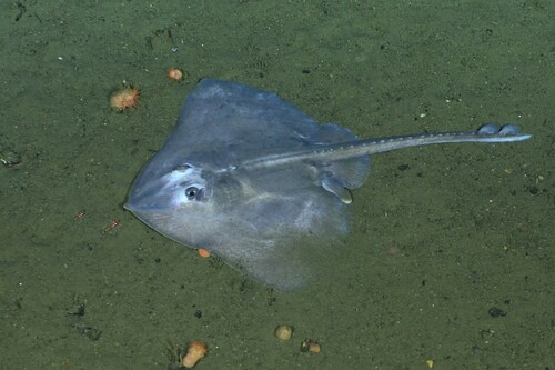 Smallthorn skate (Bathyraja minispinosa) — Arhynchobatidae