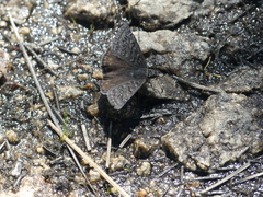 Erynnis propertius