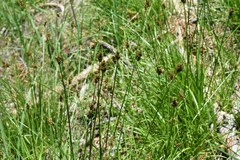 Carex illota