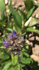 Penstemon leiophyllus