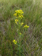 Erysimum inconspicuum