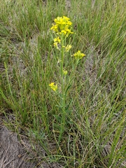 Erysimum inconspicuum