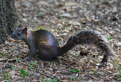 Sciurus aureogaster nigrescens