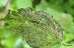 Agromyza pseudoreptans