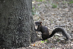 Sciurus aureogaster nigrescens