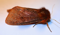 Phragmatobia assimilans