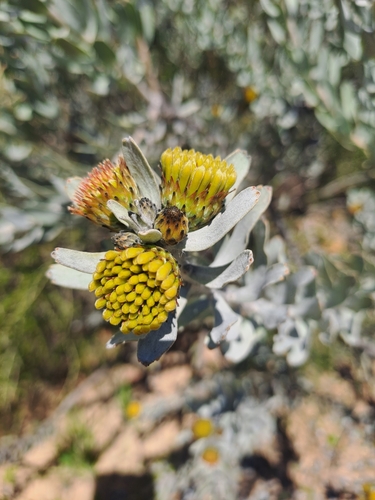 Image of Leucospermum rodolentum by (c) Noeleen du Toit, some rights reserved (CC BY-SA)
