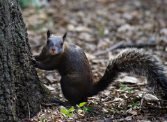 Sciurus aureogaster nigrescens