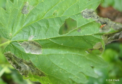 Agromyza pseudoreptans