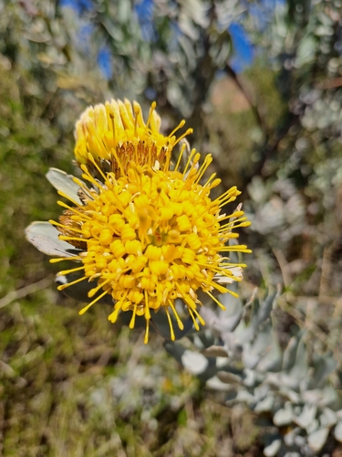 Image of Leucospermum rodolentum by (c) Noeleen du Toit, some rights reserved (CC BY-SA)