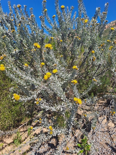 Image of Leucospermum rodolentum by (c) Noeleen du Toit, some rights reserved (CC BY-SA)