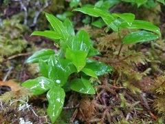 Streptopus streptopoides