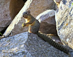 Notocitellus annulatus