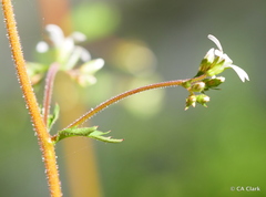 Boykinia occidentalis