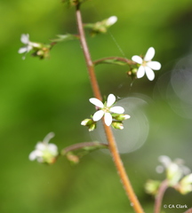 Boykinia occidentalis