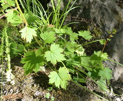 Boykinia occidentalis