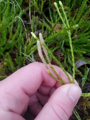 Diphasiastrum sitchense