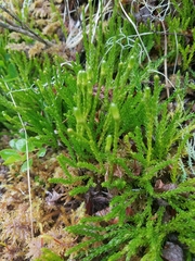 Diphasiastrum sitchense