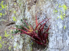 Tillandsia capitata