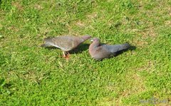 Patagioenas picazuro