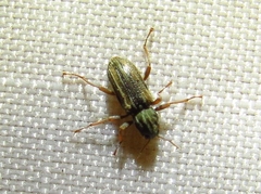 Stenelmis