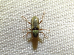Stenelmis