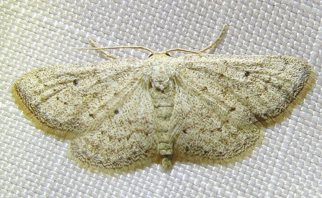 Drab Brown Wave Moth