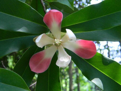 Magnolia insignis