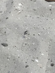 Cicindelina