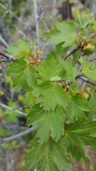 Ribes montigenum