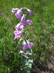 Penstemon grandiflorus