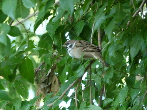 Moineau friquet, jeune