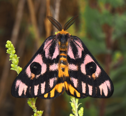 Western Sheep Moth