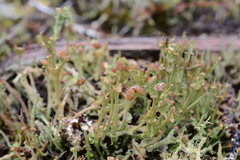 Cladonia ecmocyna