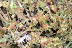 Cladonia ecmocyna