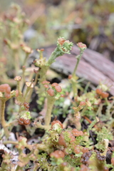 Cladonia ecmocyna